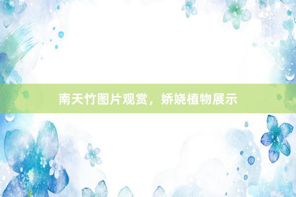 南天竹图片观赏，娇娆植物展示